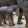 Novorozené slůně se už krátce po porodu pokoušelo napít mléka. Foto: Miroslav Bobek, Zoo Praha.