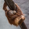 Orangutaní slečna Diri oslaví v sobotu 5. narozeniny. Foto: Vít Lukáš, Zoo Praha