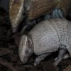Po pěti letech čekání se v Zoo Praha narodil také malý pásovec. Foto: Vít Lukáš, Zoo Praha