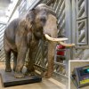 Zoo Praha se připravuje na narození dalších dvou slůňat, která by se měla narodit patrně v březnu. Otcem očekávaných slůňat je Ankhor, původem z Barmy. Ten momentálně váží 4 398 kg. Foto: Petr Hamerník, Zoo Praha.