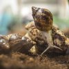 K vidění jsou druhy pozemní i stromové, býložravé i částečně masožravé, chovatelské novinky a druhy natolik unikátní, že je neuvidíte nikde jinde. Foto: Ondřej Kroutil, Zoo Praha