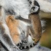 Nejmladší lemur je Ančiným druhým mládětem, první porodila loni v dubnu. I o druhého potomka se od počátku svědomitě stará Foto: Petr Hamerník, Zoo Praha.