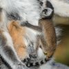 Nejmladší lemur je Ančiným druhým mládětem, první porodila loni v dubnu. I o druhého potomka se od počátku svědomitě stará Foto: Petr Hamerník, Zoo Praha.