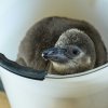 Chovatelé malé tučňáky pravidelně váží. Foto: Petr Hamerník, Zoo Praha.