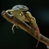 Foto: Petr Hamerník, Zoo Praha