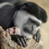 Foto: Petr Hamerník, Zoo Praha