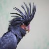 Samičku kakadua budou moci návštěvníci vidět po osamostatnění v Rákosově pavilonu. Foto: Václav Šilha, Zoo Praha