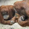 Hned po spojení Mawar s Pagym chovatelé zaznamenali pokusy o páření. Foto: Petr Hamerník, Zoo Praha