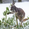 Klokan rudý si na sněhu užívá svou hostinu. Foto: Petr Hamerník, Zoo Praha