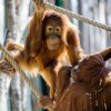 Orangutani sumaterští poprvé po zimě dováděli ve venkovním výběhu. Na snímku samice Mawar (sedí zády) a její dcera Diri.  Foto: Petr Hamerník, Zoo Praha