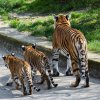 Dvojčata tygrů malajských poprvé ve venkovní expozici, kam je vyvedla jejich matka Banya. Foto: Petr Hamerník, Zoo Praha