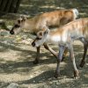 Obě mláďata soba karelského si mohou návštěvníci prohlédnout v Severském lese v horní části zoo. V popředí stojí samička, za ní sameček. Foto: Petr Hamerník, Zoo Praha