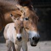 Klisna Jessica je zkušenou matkou; hříbě bedlivě střeží na každém kroku. Foto: Petr Hamerník, Zoo Praha