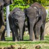 Mláďata slona indického Maxe a Rudiho teď mohou návštěvníci vídat i v „zeleném“ výběhu na trávě. Foto: Petr Hamerník, Zoo Praha