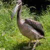 Tři pelikáni narození letos v únoru v Zoo Praha – Sun, Moon a Star – jsou de facto darem hlavního města Prahy Jejímu Veličenstvu královně Alžbětě II.  Na snímku samice Star před odjezdem do Londýna. Foto: Petr Hamerník, Zoo Praha.