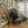 Sloni v Zoo Praha dělají vše dobrovolně, na základě odměny – například extrudovaných kuliček s ovocnou příchutí. Foto: Petr Hamerník, Zoo Praha. 