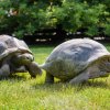 Venkovní výběh poskytuje přátelsky založeným želvám i zábavu. Foto: Petr Hamerník, Zoo Praha