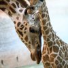 Nela a její matka Faraa, původem ze Švýcarska. Foto: Petr Hamerník, Zoo Praha.