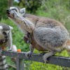 Obě samice – Anka i Móni – se o svá mláďata vzorně starají. V popředí Anka. Foto: Petr Hamerník, Zoo Praha. 