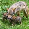 Zahlédnout vlčata s matkou vyžaduje trpělivost. Foto: Petr Hamerník, Zoo Praha.