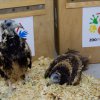 Vlevo mládě, které se vylíhlo přímo v Zoo Praha, vpravo samička vylíhnutá v Zoo Zlín. Foto: Lenka Pastorčáková, Zoo Praha. 