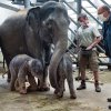 Vrchní chovatel slonů Martin Kristen a ředitel Zoo Praha Miroslav Bobek se slůňaty a jejich matkami (vpravo Tamara, teta novorozené samičky). Foto: Pavel Brandl, Zoo Praha.