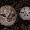 Porovnání mláděte pásovce kulovitého s matkou. Foto: Vít Lukáš, Zoo Praha