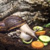 Každou neděli se mohou návštěvníci těšit i na komentované prohlídky. Foto: Ondřej Kroutil, Zoo Praha