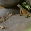 Foto: Petr Hamerník, Zoo Praha