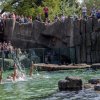 V rámci programu Výroční slavnosti 86 let Zoo Praha bylo i vystoupení krasoplavců v expozičním bazénu lachtanů. Foto: Petr Hamerník, Zoo Praha