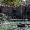 V rámci programu Výroční slavnosti 86 let Zoo Praha bylo i vystoupení krasoplavců v expozičním bazénu lachtanů. Foto: Petr Hamerník, Zoo Praha