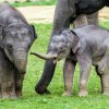Sloní sameček Rudolf ve věku tří týdnů společně se starším Maxem. Foto Petr Hamerník, Zoo Praha
