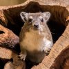 Daman stepní se po třiceti letech opět vrátil do Zoo Praha. Autor: Petr 	Hamerník, Zoo Praha