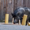 Tento pátek v Zoo Praha proběhne akce s názvem Za vysvědčení do zoo  a současně začínají letní vystoupení v Rezervaci Bororo zaměřená na celkovou pohodu zvířat a jejich ochranu. Khalil Baalbaki, Zoo Praha. 