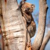 K druhům ohroženým požárem patří například koalové, foto: Miroslav Bobek, Zoo Praha