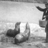 Ve filmech natočených doposud neznámým „kinoamatérem“ je zachyceno i krmení lachtanů Batula a Hýty, které Zoo Praha věnoval Vlasta Burian. Foto: Kredit Österreichisches Filmmuseum