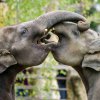 V Zoo Praha tento víkend proběhnou hned dvě oslavy. Na sobotu je připraven velkolepý program k Mezinárodnímu dni slonů, během kterého návštěvníci například uvidí, jak si pražští sloni užívají venkovní koupel či enrichmentový dárek. Na neděli je pak n