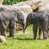 Samičky slona indického, které se v Zoo Praha narodily krátce po sobě na konci března a na začátku května, si pravidelně užívají venkovního výběhu. Foto: Petr Hamerník, Zoo Praha.