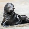 Návštěvníci Zoo Praha, kteří v neděli ve 13 hodin dorazí k expozici lachtanů, se jako první dozvědí jméno Gastonova vnuka, které slavnostně odhalí významní sportovci. Foto: Petr Hamerník, Zoo Praha. 