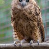 Tento víkend budou poprvé v České republice k vidění ketupy Pelovy, největší africké „rybí sovy“. Zoo Praha je chová jako jediná v Evropě. Foto: Petr Hamerník, Zoo Praha.