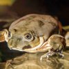 V neděli 7. července budou mít návštěvníci Zoo Praha první příležitost spatřit vodnice posvátné, vzácné a pozoruhodné žáby z jezera Titicaca. Foto: Petr Hamerník, Zoo Praha. 
