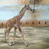 Samičce, jejíž jméno během nedělních křtin slavnostně odhalí Iva Pazderková, se zatím přezdívá Modelka. Foto: Petr Hamerník, Zoo Praha