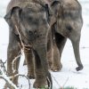 Sloni indičtí v Zoo Praha patří co do počtu adoptivních rodičů a sponzorů na úplnou špičku. V roce 2020 je podporovalo 180 jednotlivců a firem. Autor Petr Hamerník, Zoo Praha