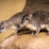 Daman stepní patří mezi nebližší příbuzné slonů.  Autor: Petr Hamerník, Zoo Praha