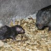 Mládě dikobrazů palawanských se narodilo 31. října. Foto: Petr Hamerník, Zoo Praha