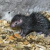 Křtiny mláděte proběhly v úterý 9. listopadu a mládě dostalo jméno Miro. Foto: Petr Hamerník, Zoo Praha