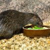 Dikobraz palawanský ve své nové expozici v Zoo Praha. Foto: Petr Hamerník, Zoo     Praha 