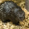 O životě dikobraza palawanského toho zatím stále mnoho nevíme. Foto: Petr Hamerník, Zoo Praha 