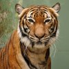 Na samici tygra malajského Banye je znát, že ještě není zcela ve své kůži. I její stav se však postupně zlepšuje. Foto: Roman Vodička, Zoo Praha