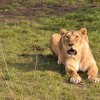 Samice lva indického Suchi aktuálně už nemá žádné příznaky onemocnění. Foto: Roman Vodička, Zoo Praha